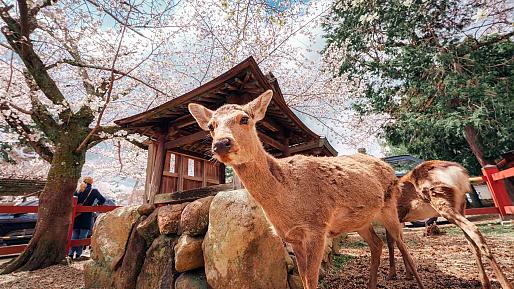 Nara Deer Park