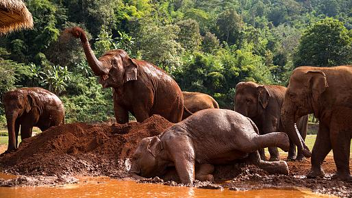 Baan Chang Elephant Park