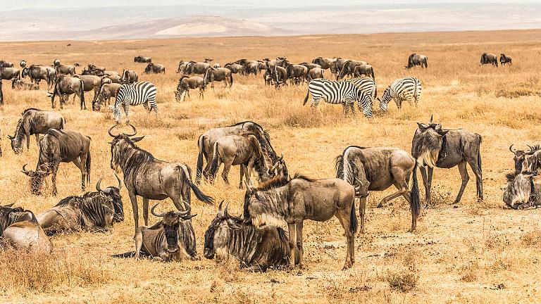 Maasai Mara
