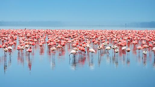 Lake Nakuru