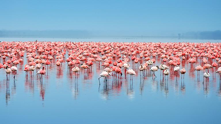 Lake Nakuru