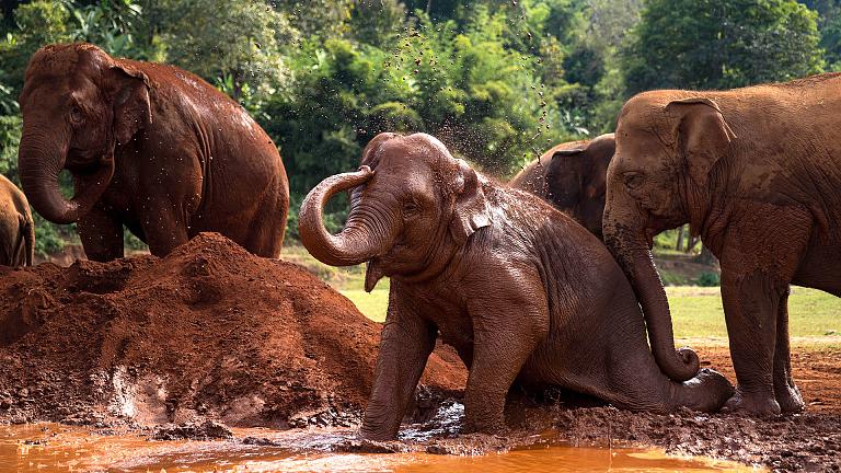 Elephant Sanctuary Tour