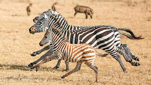 Serengeti National Park