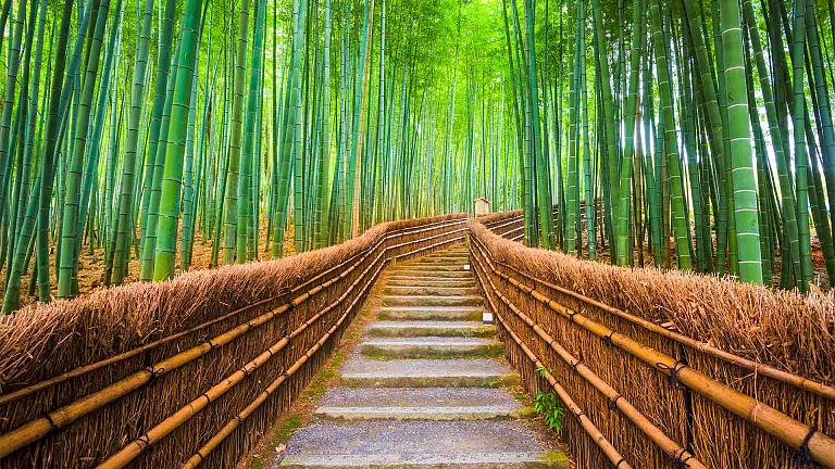 Arashiyama Bamboo Grove