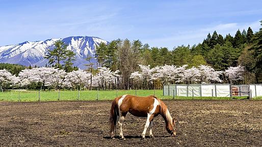 Koiwai Farm