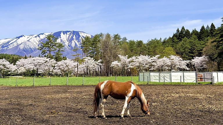 Koiwai Farm