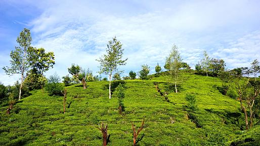  Tea Plantation