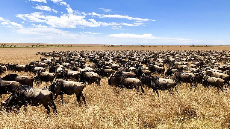 Maasai Mara