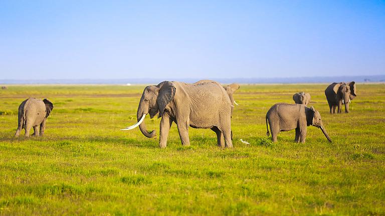 Maasai Mara