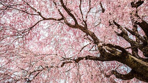 Cherry Blossoms in Mikamine Park