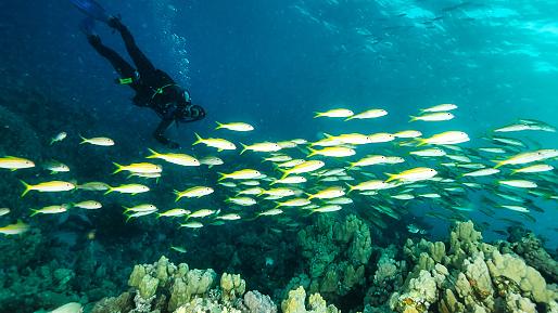 Kerama Islands Snorkeling