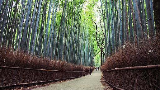 Arashiyama Bamboo Grove