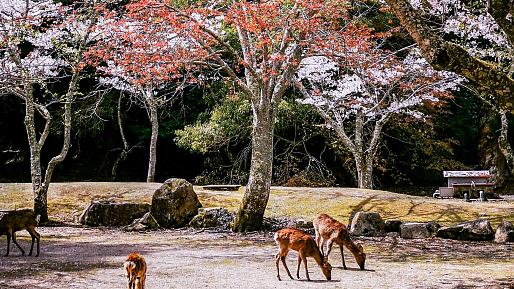 Nara Park