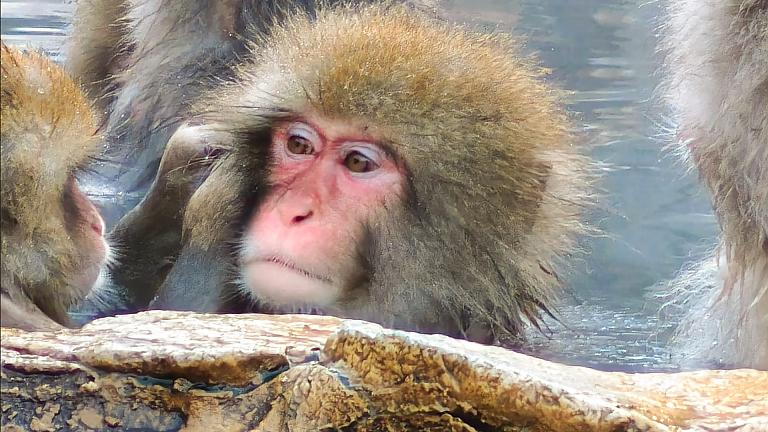 Snow Monkey