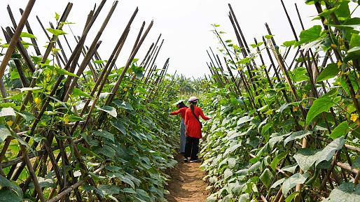 Hanoi Countryside