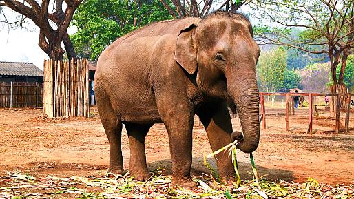 An Elephant Sanctuary in Chiang Mai