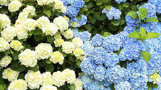 Camellia Hill Garden