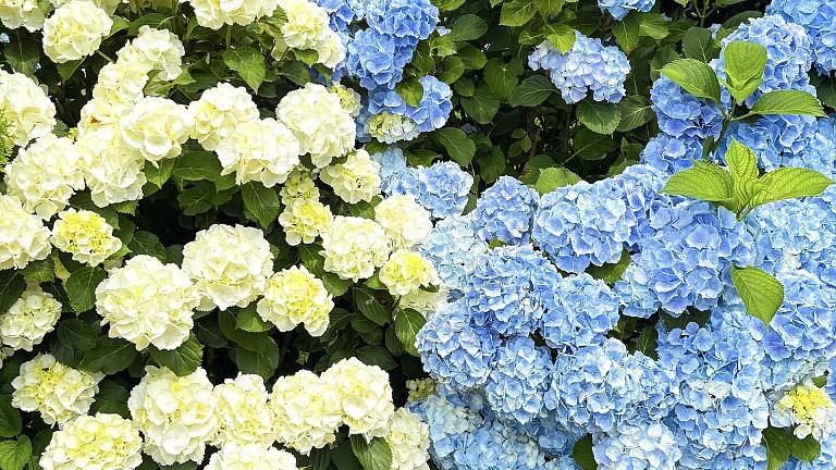 Camellia Hill Garden