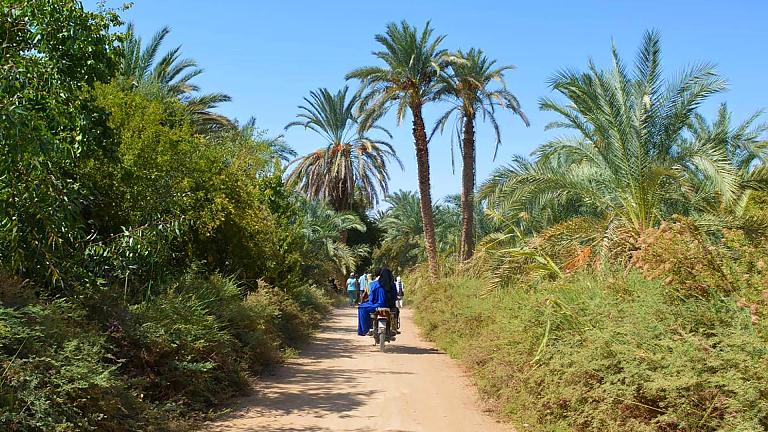 Farafra Oasis