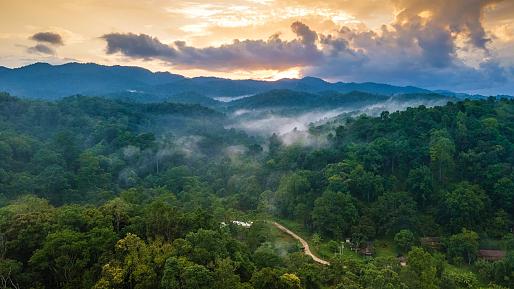 Environment of Jungle Retreat