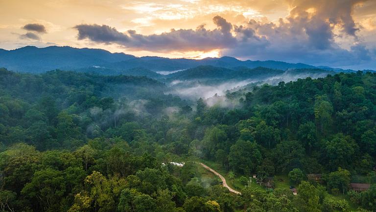 Environment of Jungle Retreat