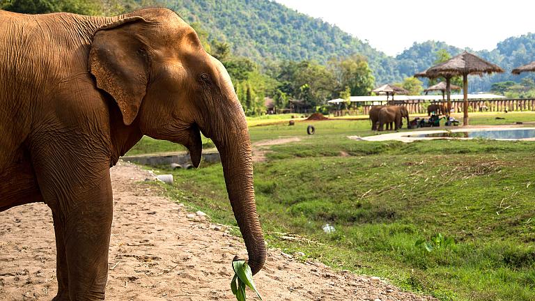 An Elephant Sanctuary in Chiang Mai
