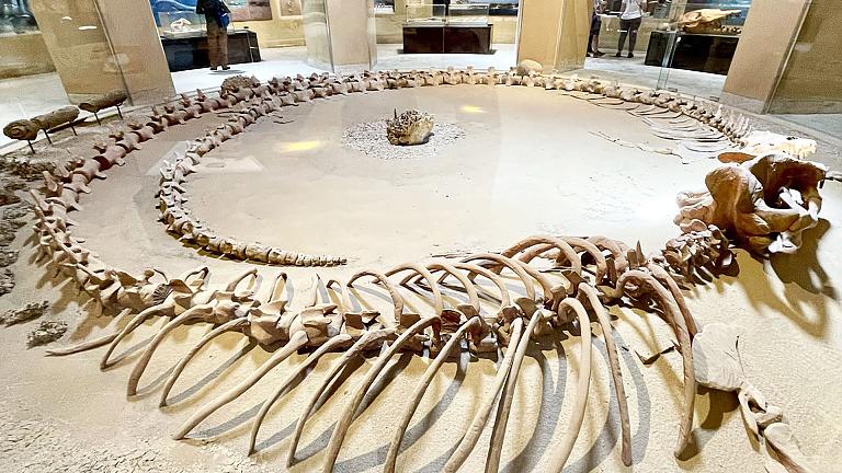 Wadi Hitan Museum