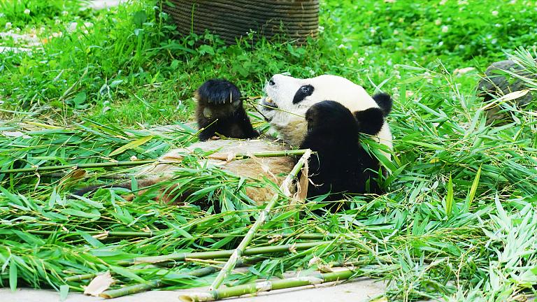 Chengdu Research Base of Giant Panda Breeding