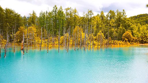 Blue Pond, Biei