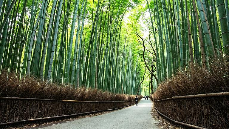 Arashiyama Bamboo Grove, Kyoto