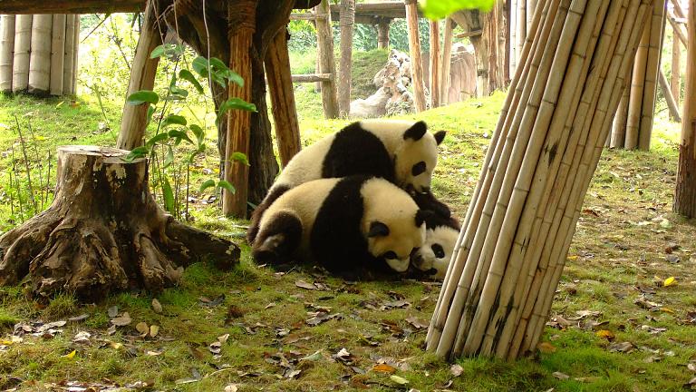 Shenshuping Panda Base, Chengdu