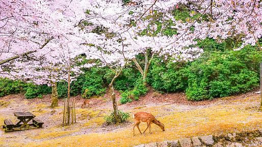 Nara Park, Nara