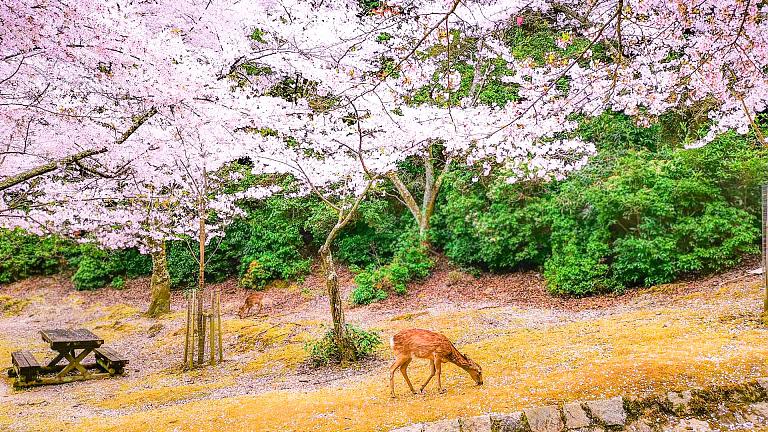 Nara Park, Nara