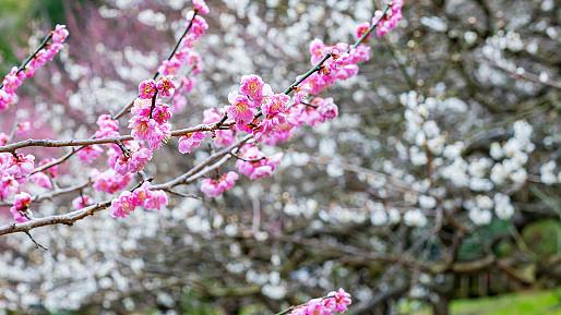 Cherry Blossom in Atami Plum Garden