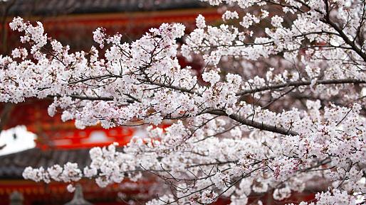 Enjoy Cherry Blossom