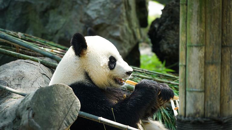 Giant Pandas, Chengdu