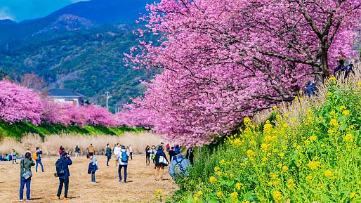 Early Sakura in Kawazu