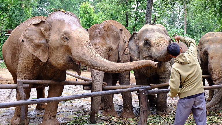 Elephant Jungle Sanctuary