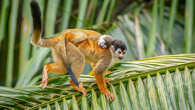 Squirrel Monkeys, Manuel Antonio National Park