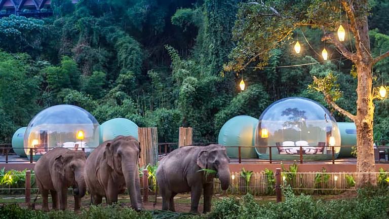 Resort's Jungle Bubble Lodge