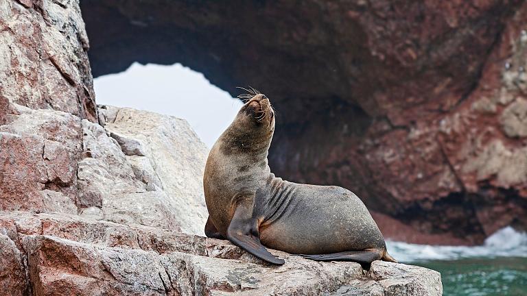 Sea Lions in Ballestas Islands, Ica