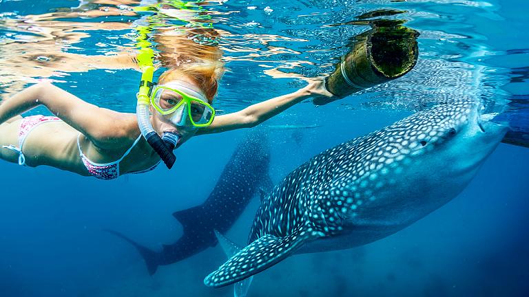 Whale Sharks, Bohol