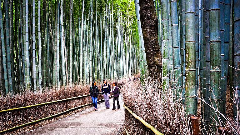 Arashiyama Bamboo Grove, Arashiyama