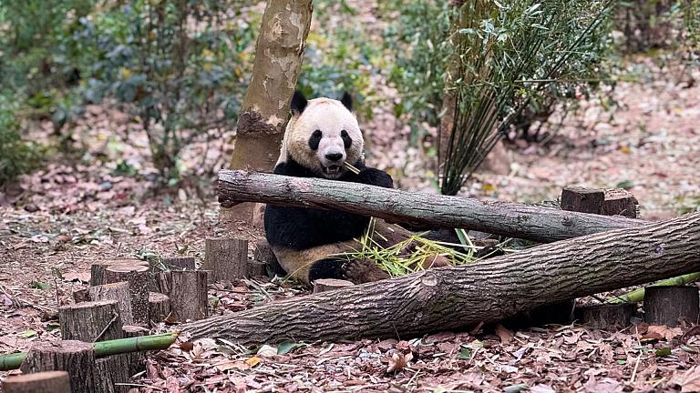 Giant Panda Base, Chengdu