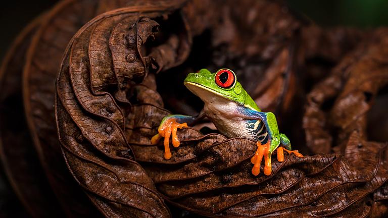 Tree Frog in Curi Cancha Reserve