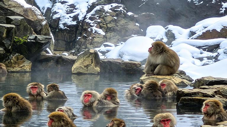 Jigokudani Monkey Park, Nagano