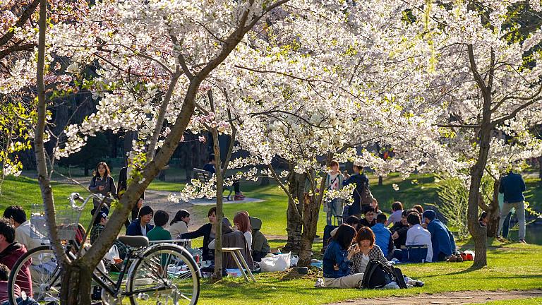 Cherry Blossom Picnic