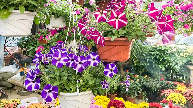 Jingxing Flower Market, Kunming
