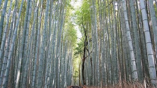 Arashiyama Bamboo Grove, Arashiyama