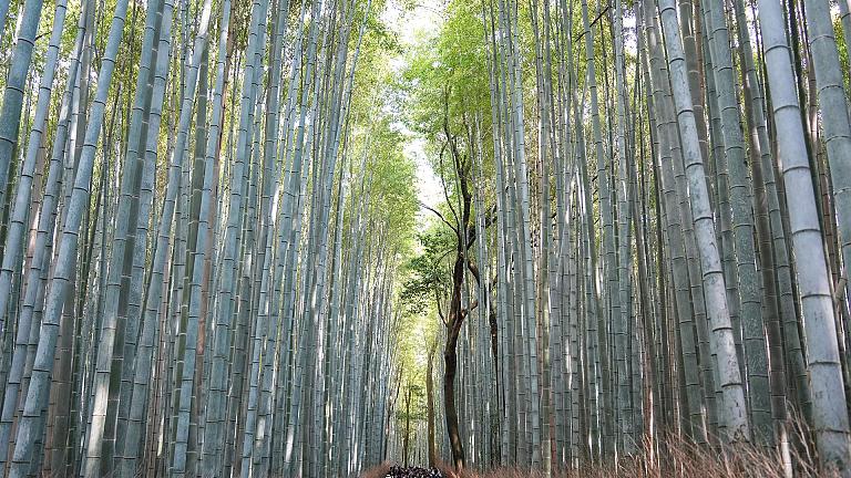 Arashiyama Bamboo Grove, Arashiyama